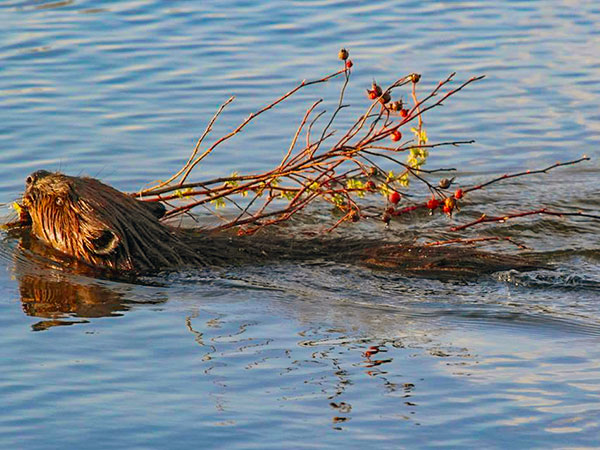 Seney Beaver photo credit Ken Rautiola