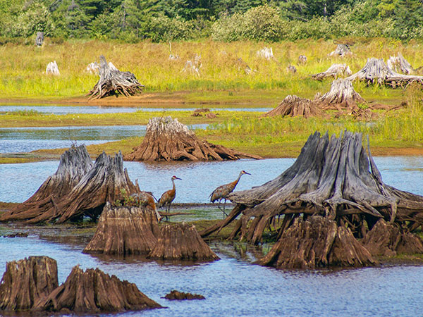 Seney Birds photo credit Tom Beck