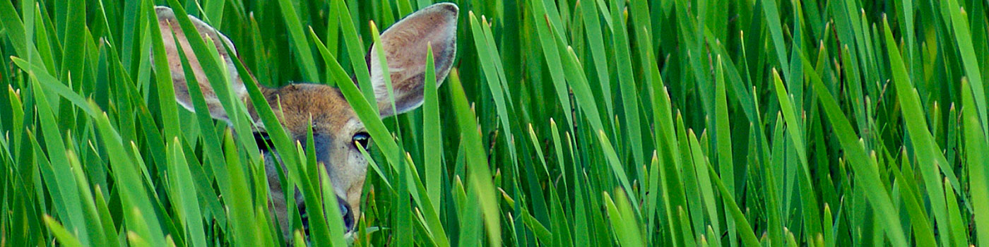 Deer In Cattails photo credit Penny Gordon