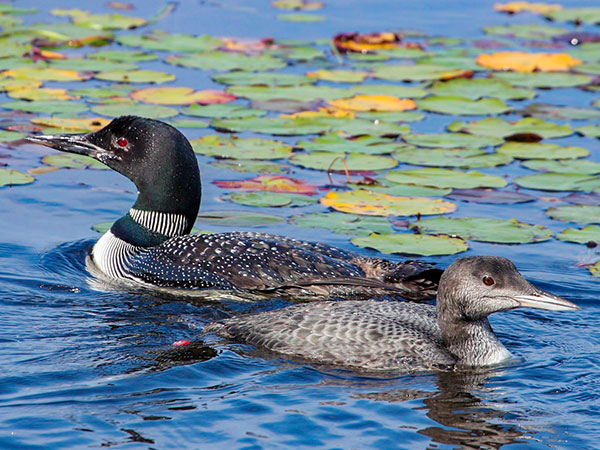 Seney Loons photo credit Teresa McGill