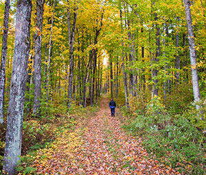 Indian Lake Pathway Gallery