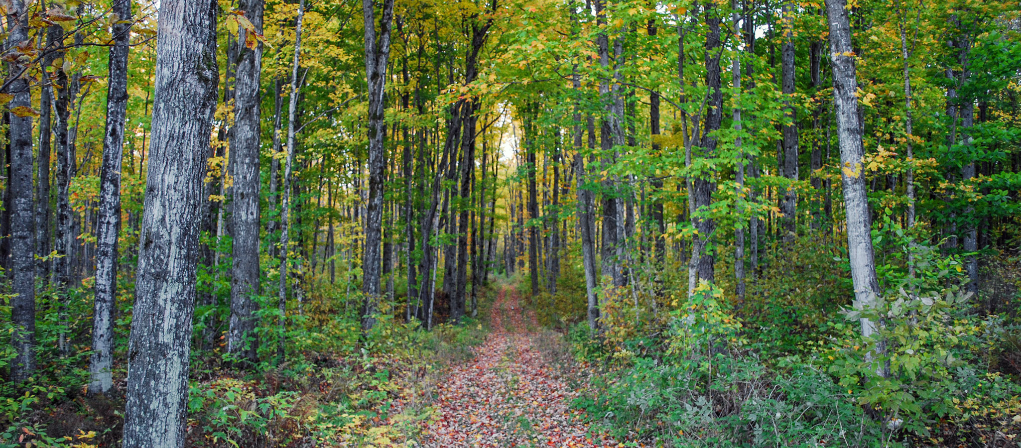 Indian Lake Trail