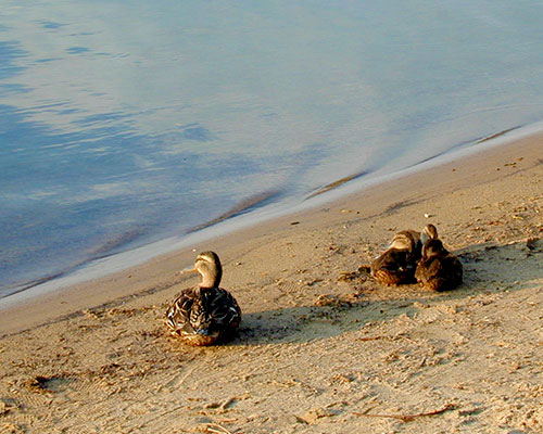 Ducks at Indian Lake